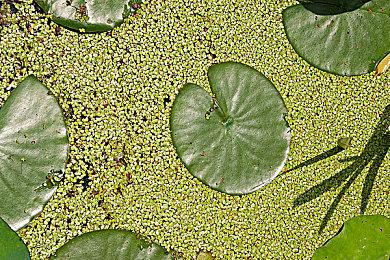 《如龙8：无尽的财富》PC配置需求公布 推荐RTX 2060显卡